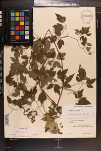 Clematis pitcheri image