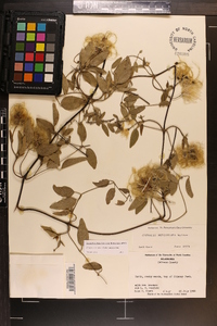 Clematis subreticulata image