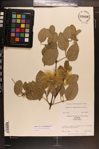 Clematis reticulata image