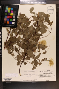 Clematis reticulata image