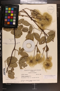 Clematis reticulata image