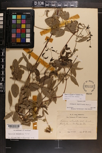 Clematis reticulata image