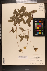 Clematis reticulata image