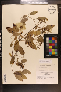 Clematis reticulata image