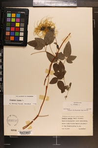 Clematis viorna image