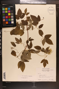 Clematis viorna image