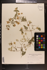 Clematis orientalis image