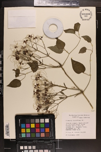 Clematis terniflora image