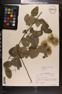 Clematis arenicola image