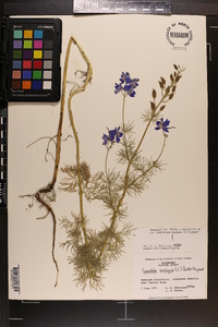 Delphinium ajacis image