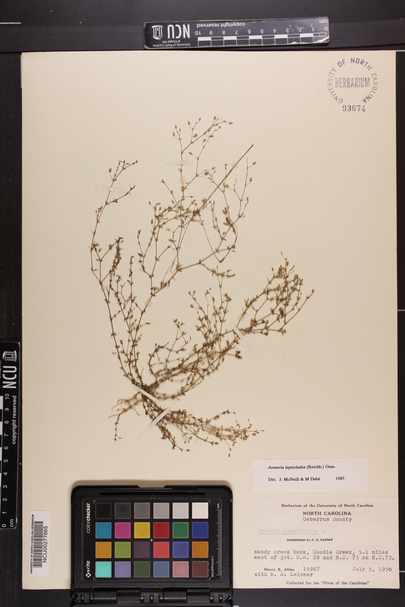 Arenaria leptoclados image
