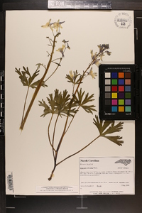 Delphinium tricorne image