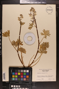 Delphinium tricorne image