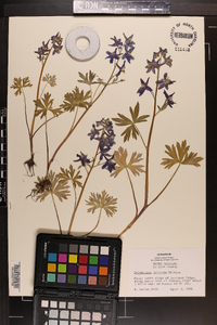 Delphinium tricorne image