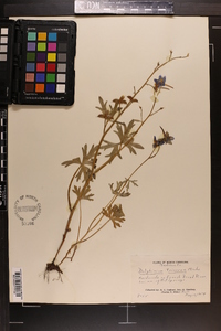 Delphinium tricorne image