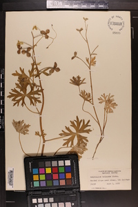 Delphinium tricorne image