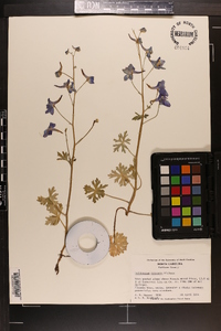 Delphinium tricorne image