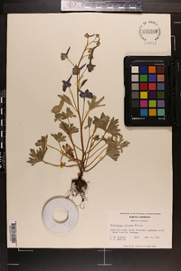 Delphinium tricorne image