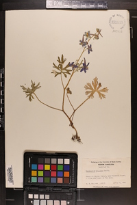 Delphinium tricorne image