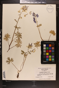 Delphinium tricorne image