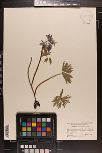 Delphinium tricorne image