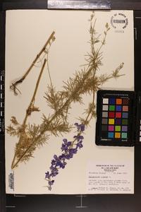 Delphinium ajacis image