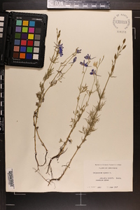 Delphinium ajacis image