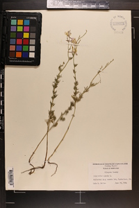 Delphinium ajacis image