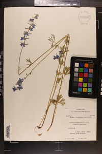 Delphinium carolinianum image