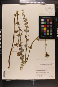 Delphinium carolinianum image