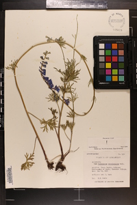 Delphinium carolinianum image