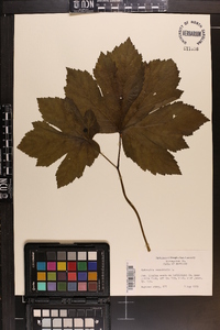 Hydrastis canadensis image