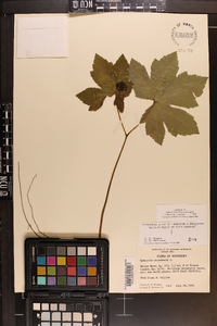 Hydrastis canadensis image