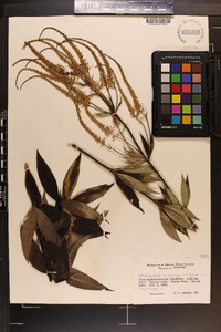 Veronicastrum virginicum image