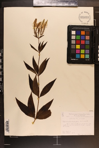 Veronicastrum virginicum image