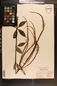 Veronicastrum virginicum image