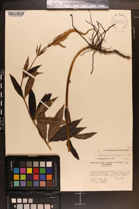 Veronicastrum virginicum image