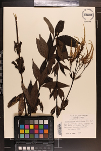 Veronicastrum virginicum image