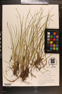 Carex amplisquama image