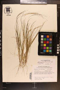 Panicum flexile image