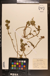 Bacopa rotundifolia image