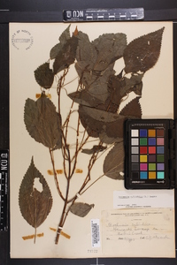 Image Associated With the Occurence