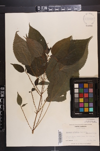 Image Associated With the Occurence
