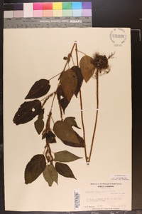 Image Associated With the Occurence