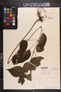 Image Associated With the Occurence