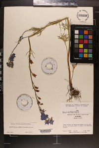 Delphinium carolinianum image