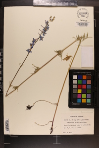 Delphinium carolinianum image