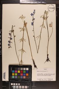 Delphinium carolinianum image