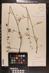 Delphinium carolinianum image