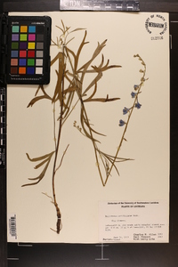 Delphinium carolinianum image